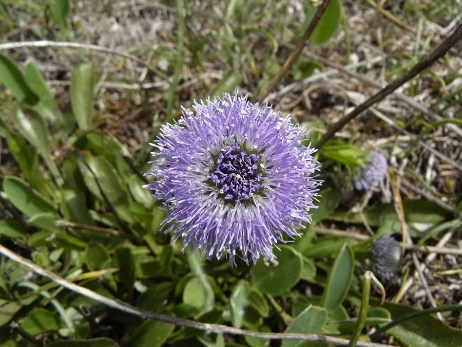 Globularia cordifolia